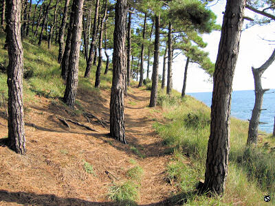 Wald im Parc de la Latte